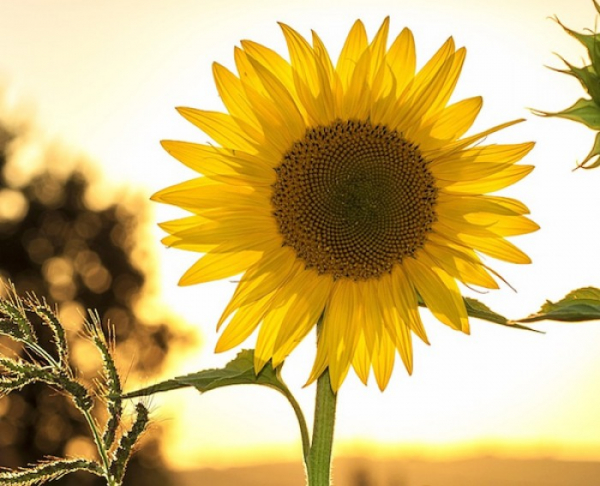 Sázení slunečnic v Jihlavě upozorní na roztroušenou sklerózu
