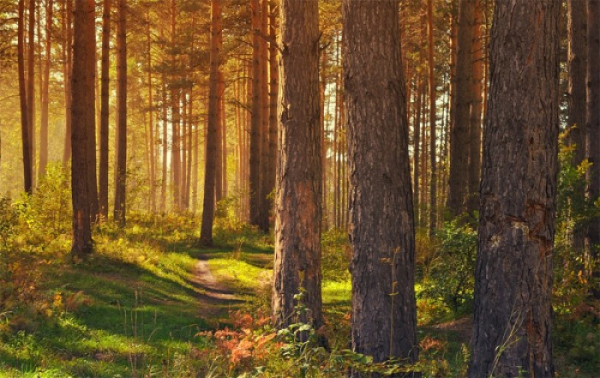 Odborníci se v Telči shodli, že se do budoucna musí zvýšit rozmanitost dřevin v lesních porostech