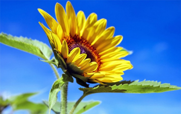 Pojďte sázet slunečnice!  Vyzývají jihlavští pacienti s roztroušenou sklerózou 