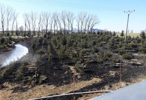 Škodu za 750 tisíc korun způsobil požár stromků v lesní školce na Pelhřimovsku
