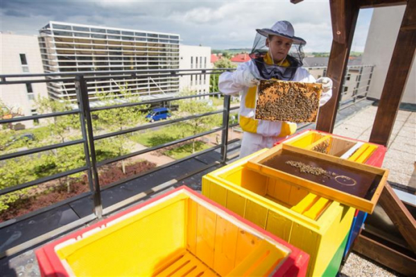 Kraj Vysočina pravidelně finančně podporuje spolkovou činnost včelařů na svém území