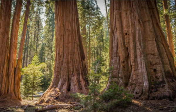 Při obnově lesů by mohly pomoci cizokrajné stromy, otestují to na Jihlavsku